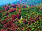Sikkim