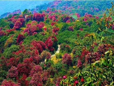 Sikkim